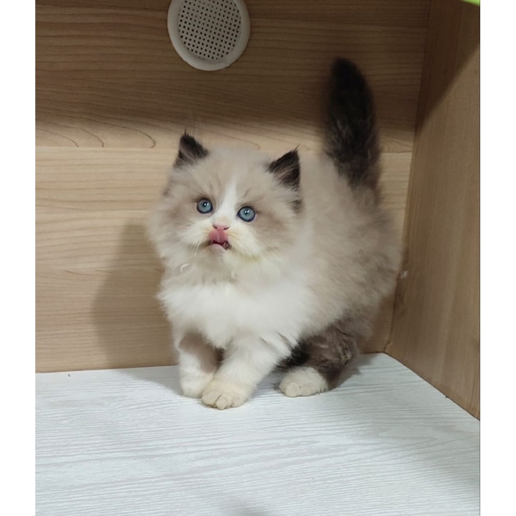 Ragdoll jantan