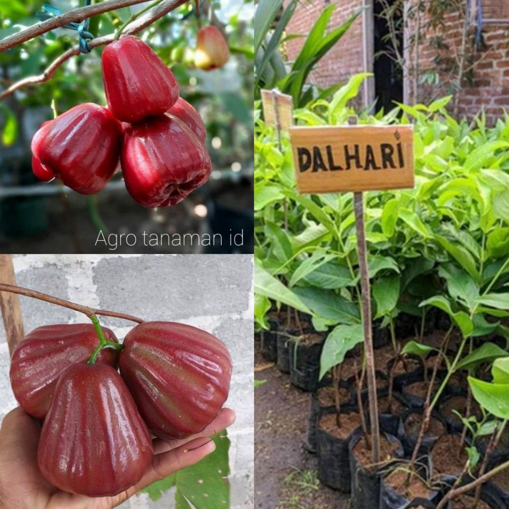 BIBIT JAMBU AIR DALHARI OKULASI SIAP BERBUAH CEPAT