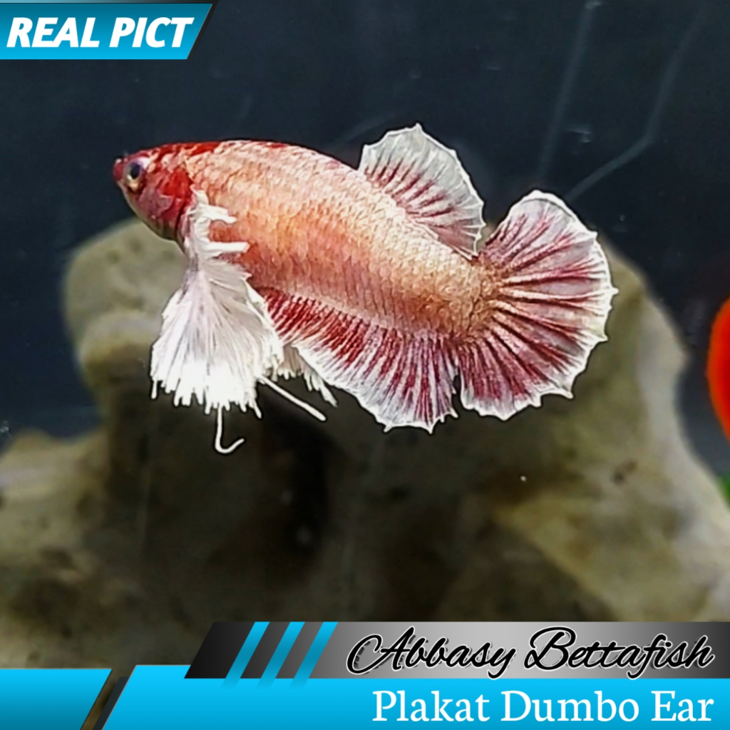 Plakat Dumbo Ear Female/Betina Real Picture