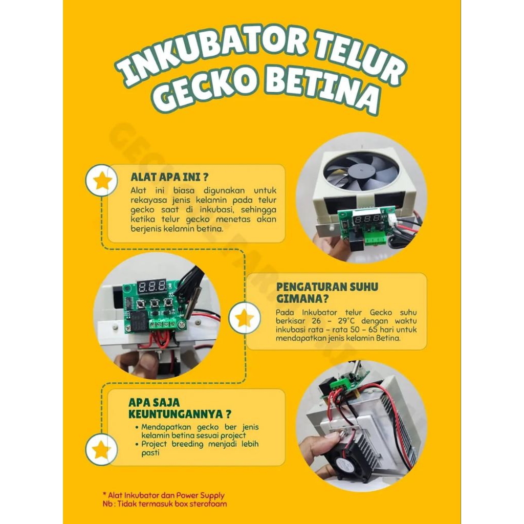 Inkubator Telur Gecko Betina