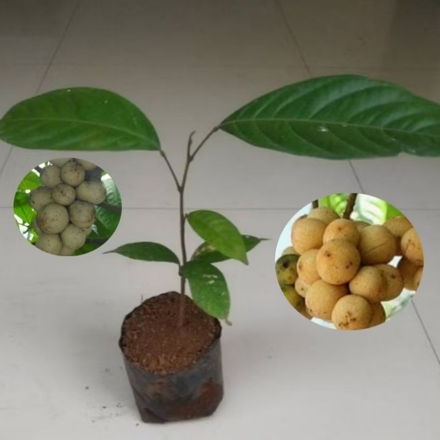 BIBIT LANGSAT MERICIN PESITAN MURAH / BIBIT BUAH LANGSAT