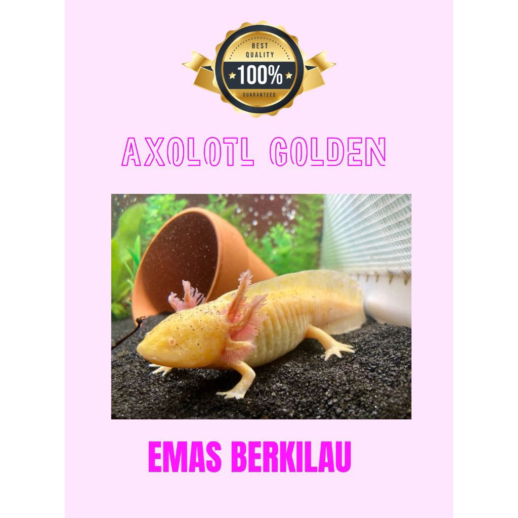 Miniatur aquarium Axolotl golden Leucistic Albino Melanoid Marble Termurah