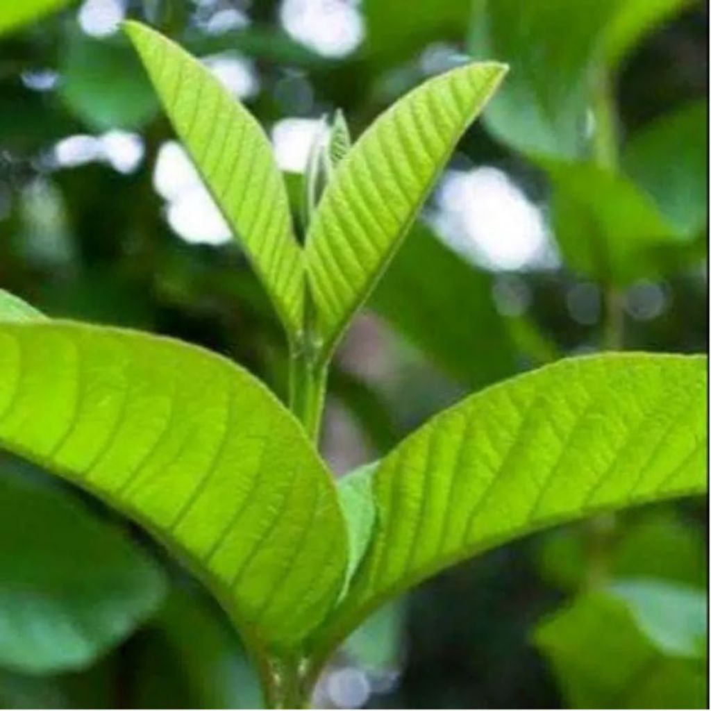 Daun jambu biji segar daun jambu biji 100 lembar