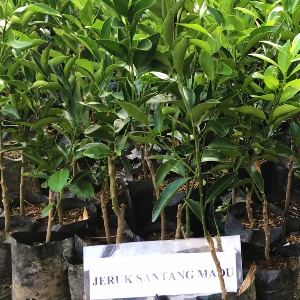bibit jeruk santang madu okulasi