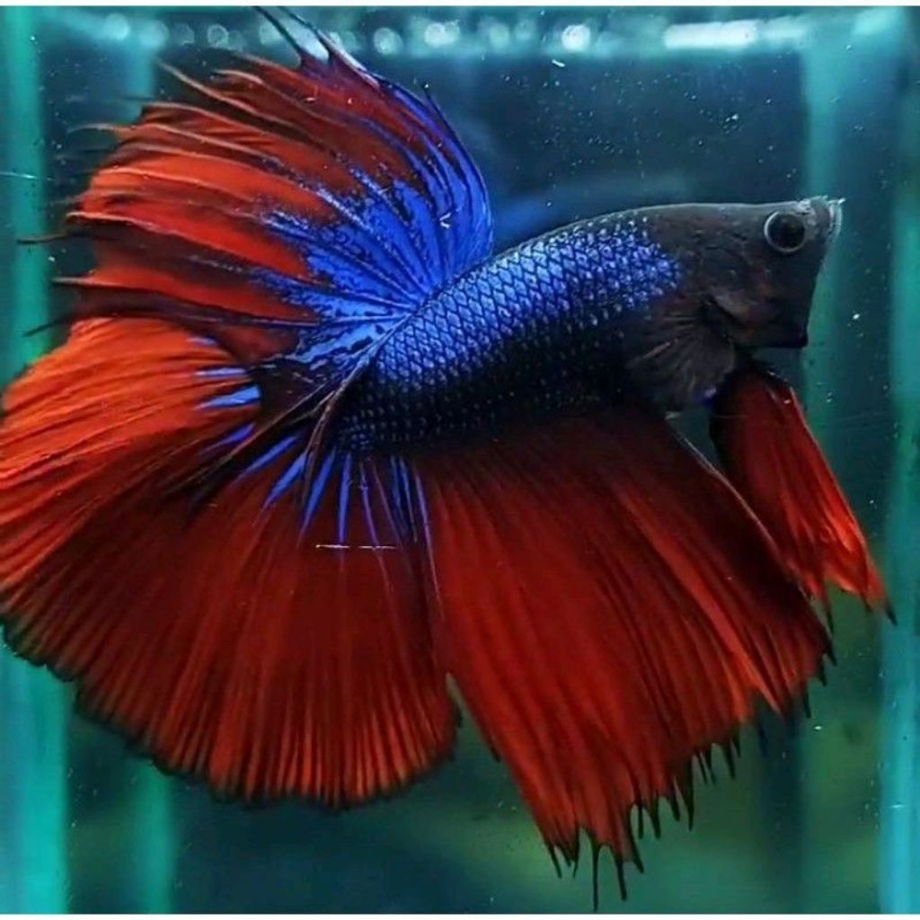 KOLEKSI PROMO CUPANG HALFMOON ROSETAIL BLU RED COPER