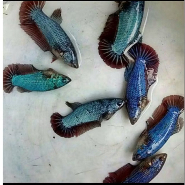 CUPANG HIAS HIASAN AQUARIUM CUPANG BASGELAN