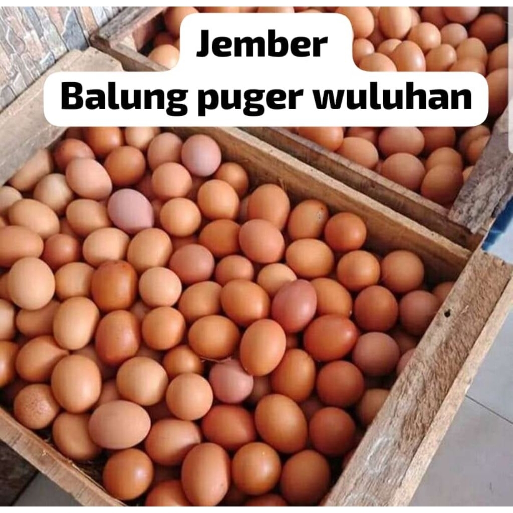 Telur ayam Balung Jember MURAH