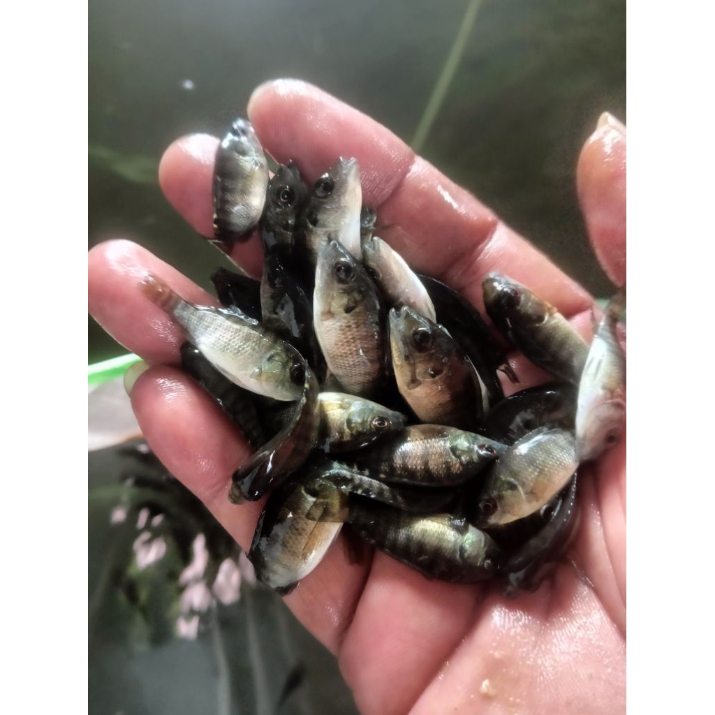 Bibit ikan Nila Nirwana Ukuran 3-4 cm 50 ekor