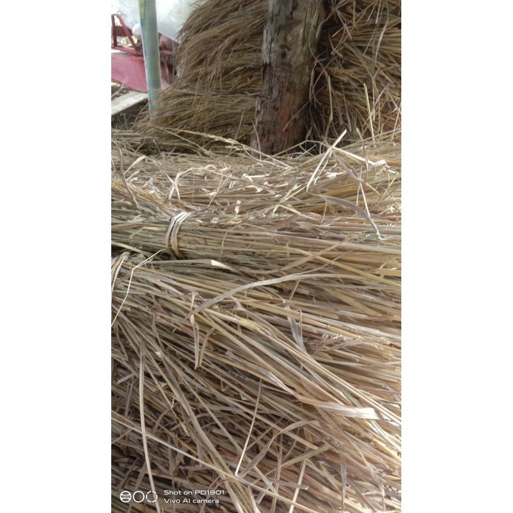 jerami padi kering 1kg