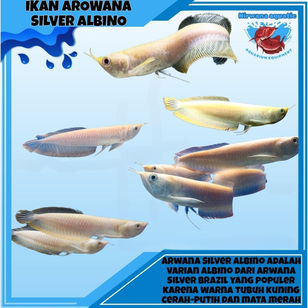 (INSTAN) IKAN AROWANA SILVER ALBINO - UKURAN ±15-20 CM