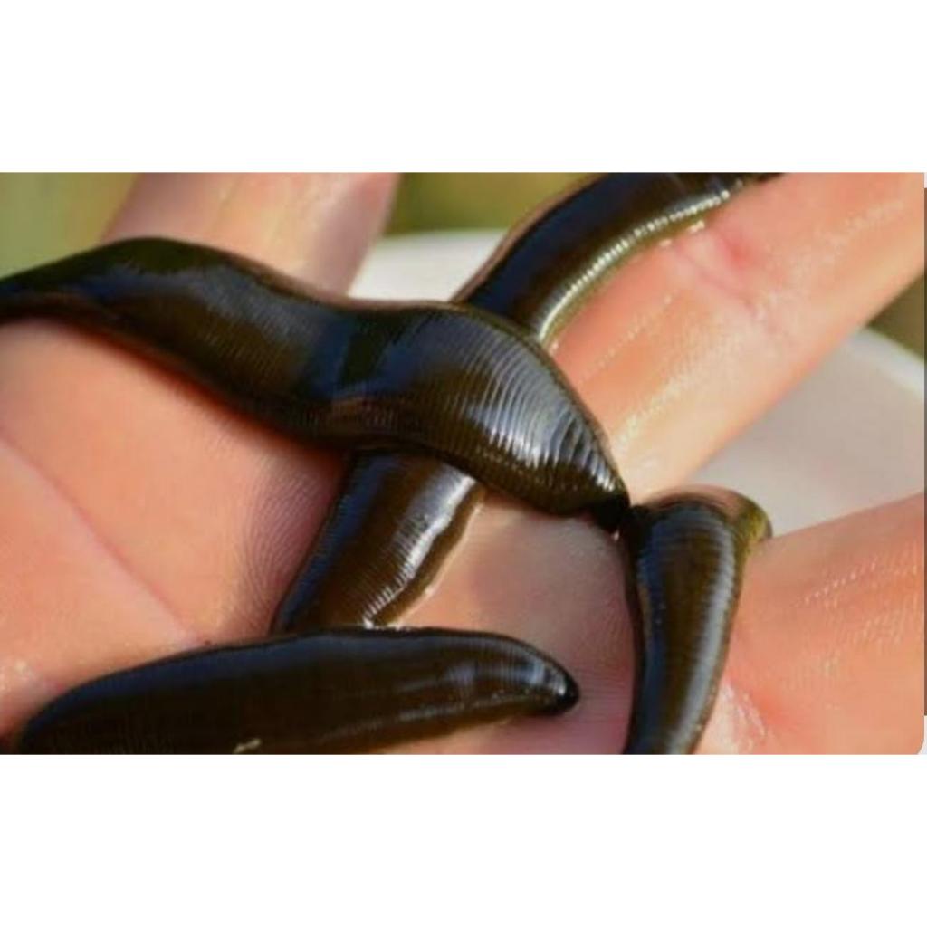 LINTAH HITAM MINYAK HERBAL ASLI