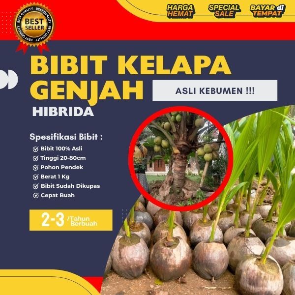 TERBAIK  Pohon Kelapa Hibrida Aceh, Pohon Kelapa Hibrida , Pohon Kelapa Hibrida Bersertifikat