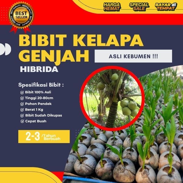 HARGA GROSIR  Pohon Kelapa Hibrida Hijau, Pohon Kelapa Hibrida Jumbo, Pohon Kelapa Hibrida Khina