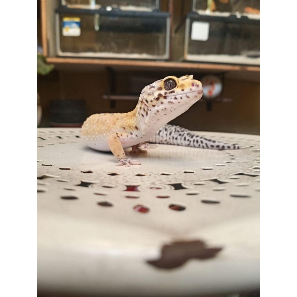 Mainan Gecko Hypo Tangerine het Tremper
