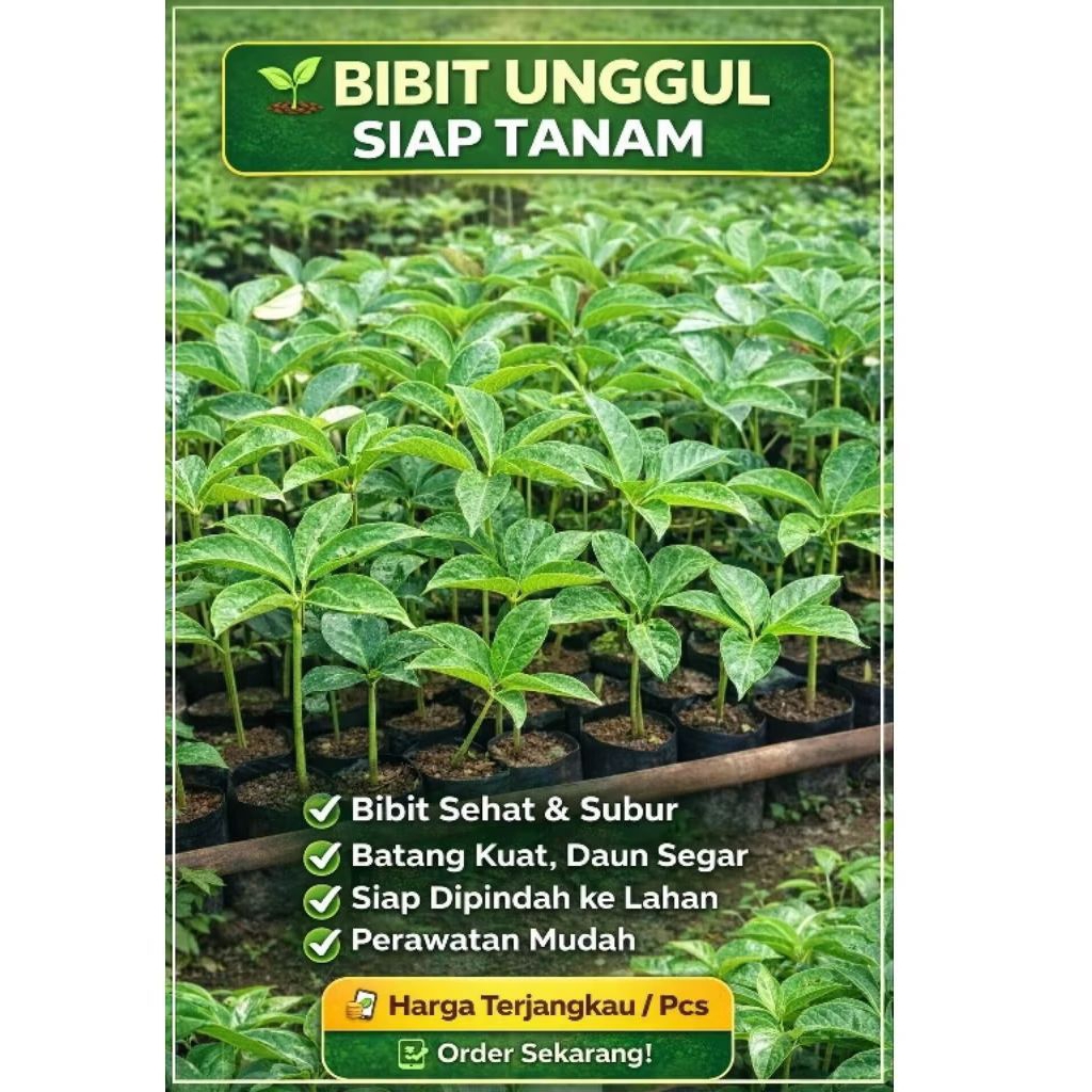 bibit tanaman Porang siap tanam isi 10 bibit