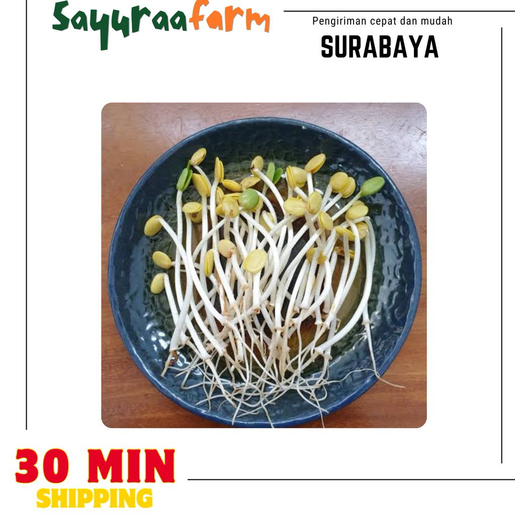 Cambah panjang Ale 100gram - Cambah Ale