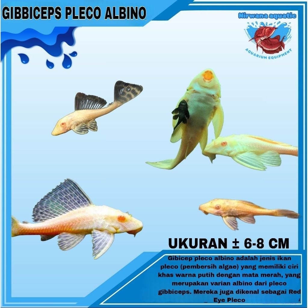 (INSTAN) GIBICEP PLECO L083 - UKURAN 5 - 8 - 13 CM