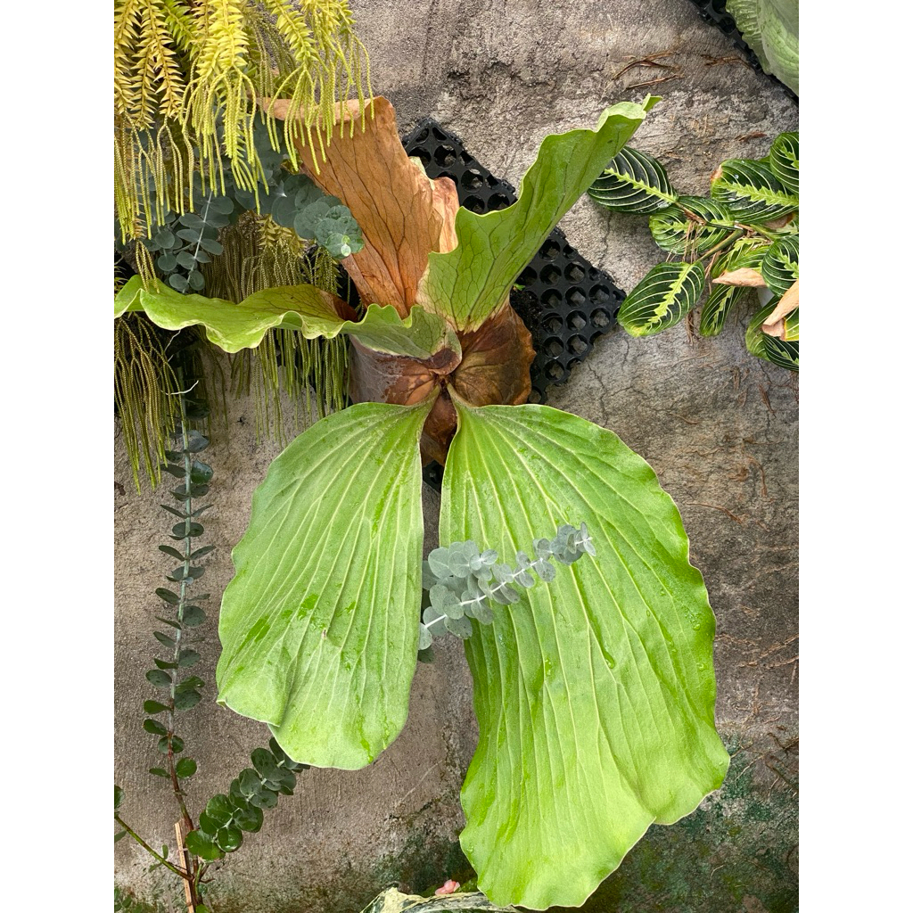 platycerium elephantotis