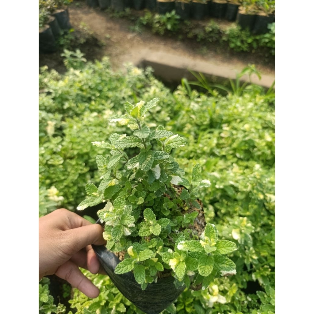 Tanaman Hias Bunga Nanas Mint / Pineapple Mint