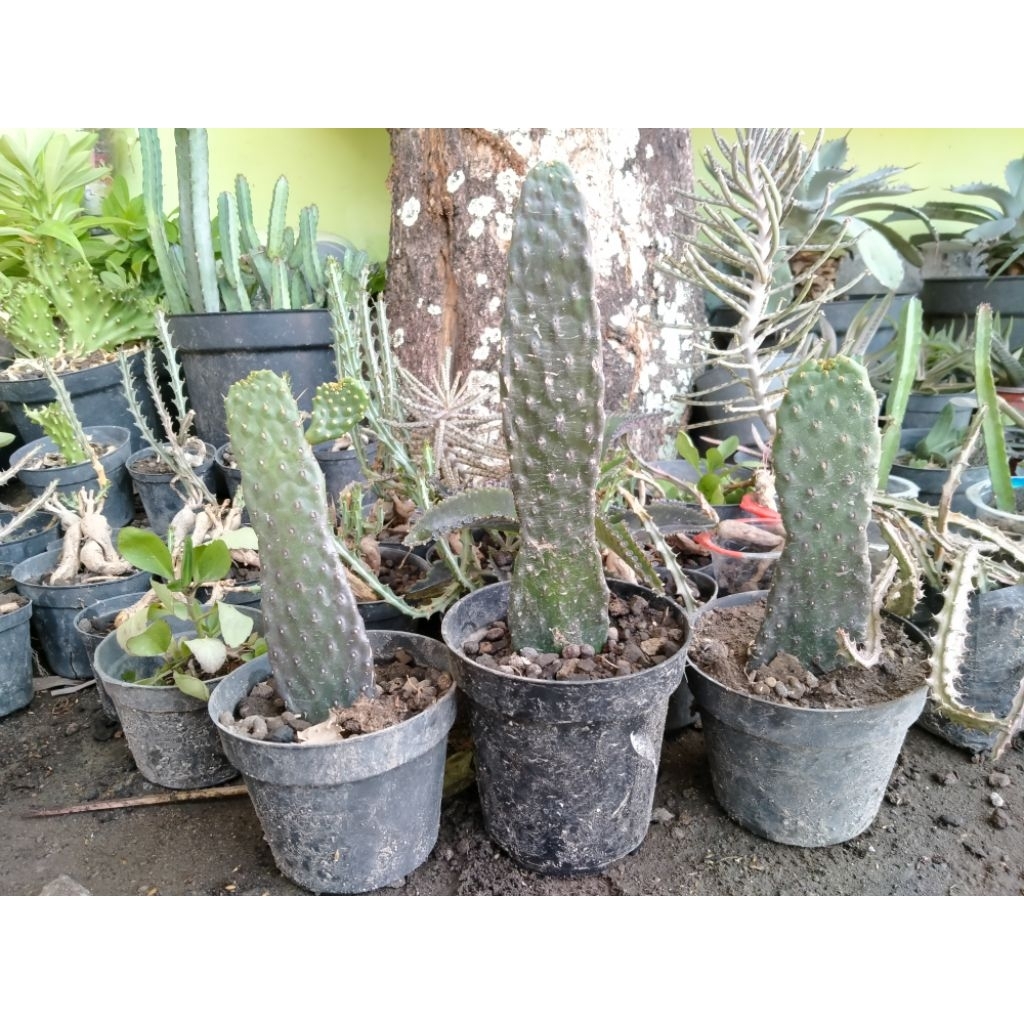 kaktus opuntia consolea tunggal 20-25 cm