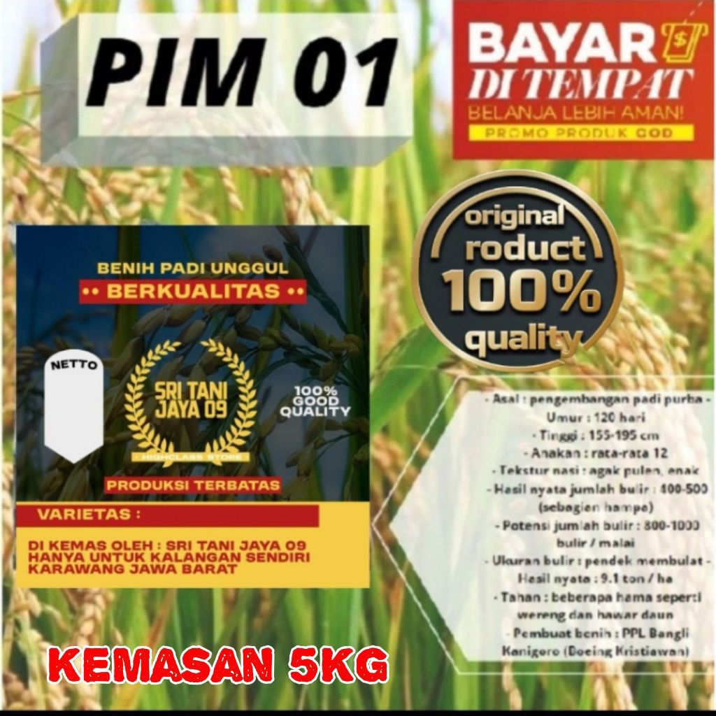 Benih padi PIM 01 kualitas terbaik paling unggul di kalangan petani padi 5Kg.