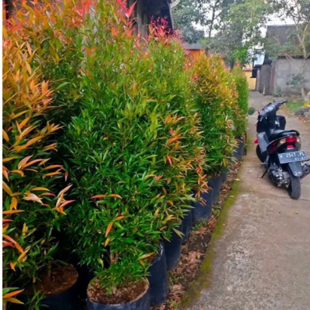 pucuk merah | tanaman pucuk merah | 1 meter | tanaman hias pucuk merah 1 meter | kondisi rimbun-rimb