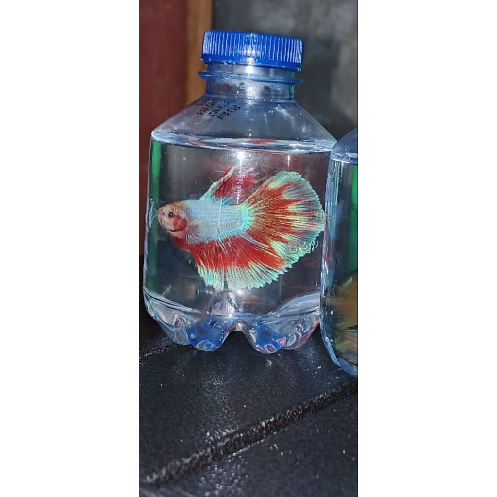 ikan hias Cupang Halfmoon jantan
