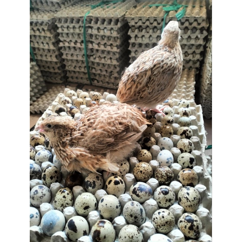 puyuh hidup indukan (betina) golden/autum siap bertelur