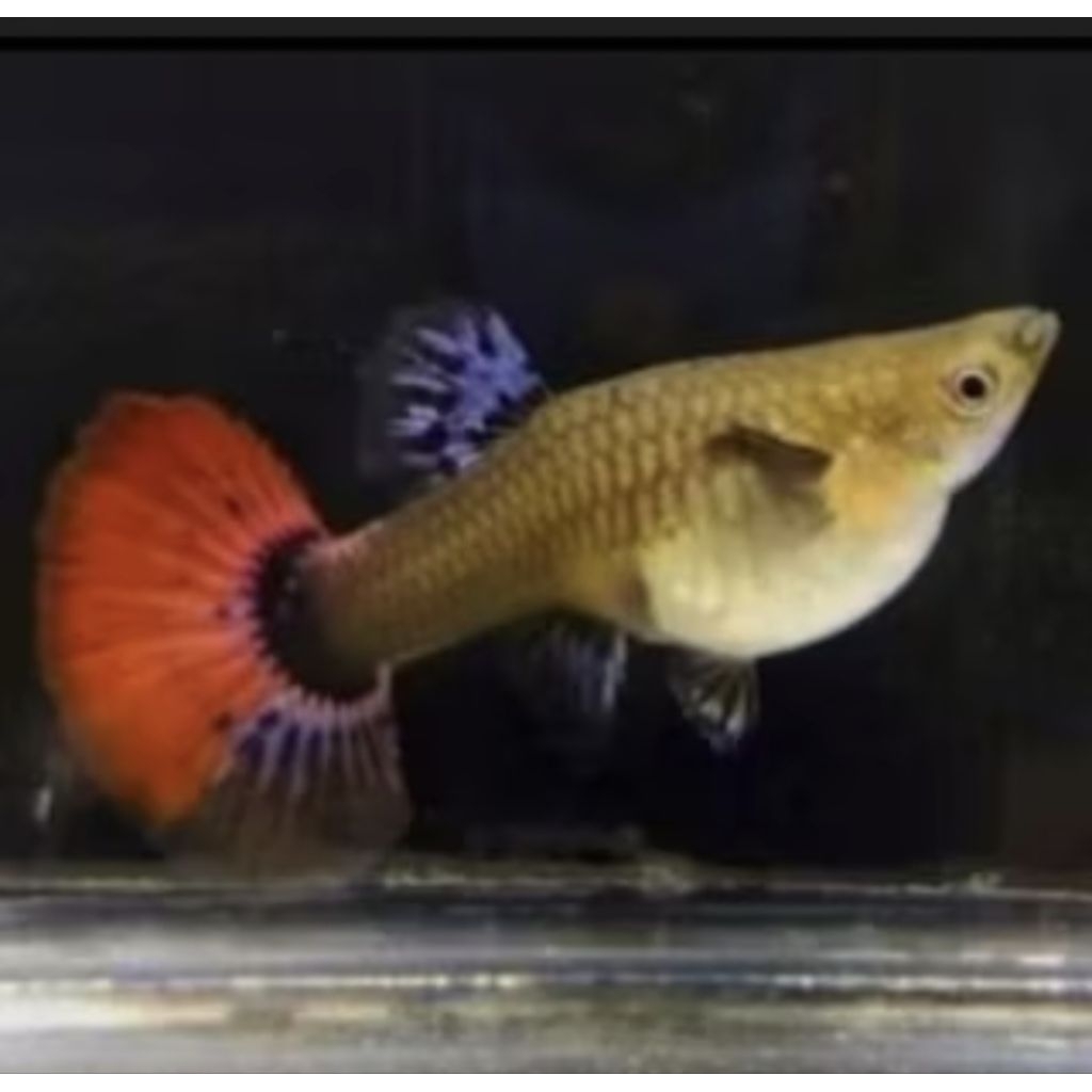 GUPPY PRTDE BETINA