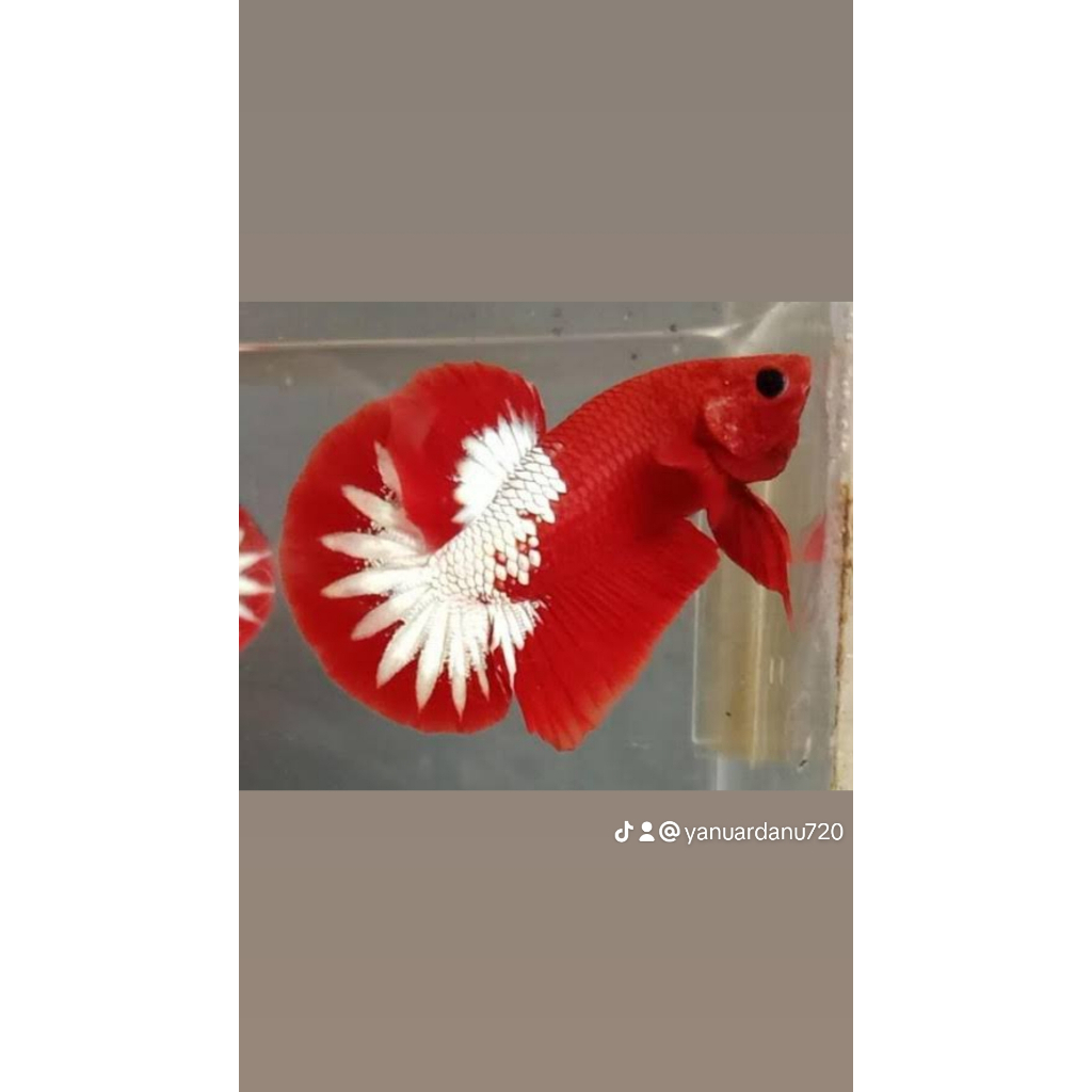 CUPANG  FCCP RED HEAD