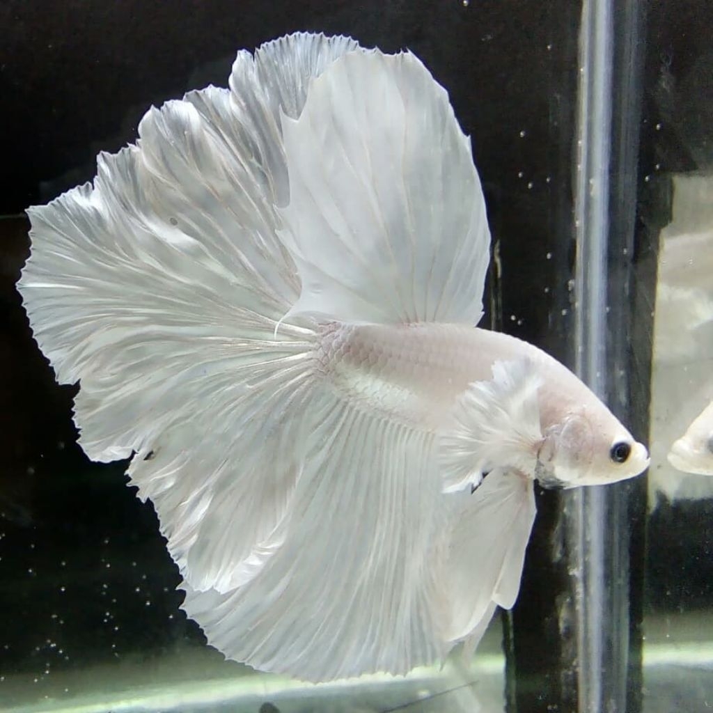 Betta Halfmoon White Platinum Dumbo Ear Kualitas Premium Grade A