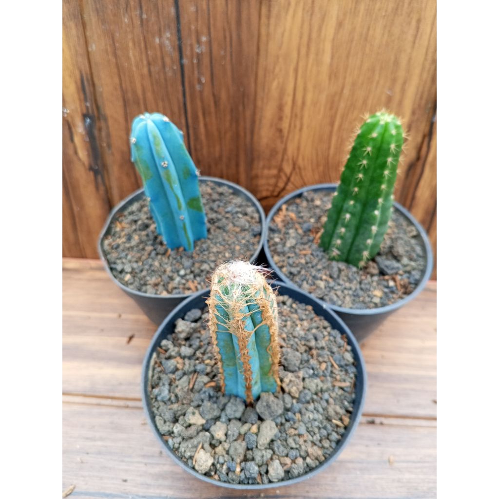 3 jenis kaktus pilosocerius