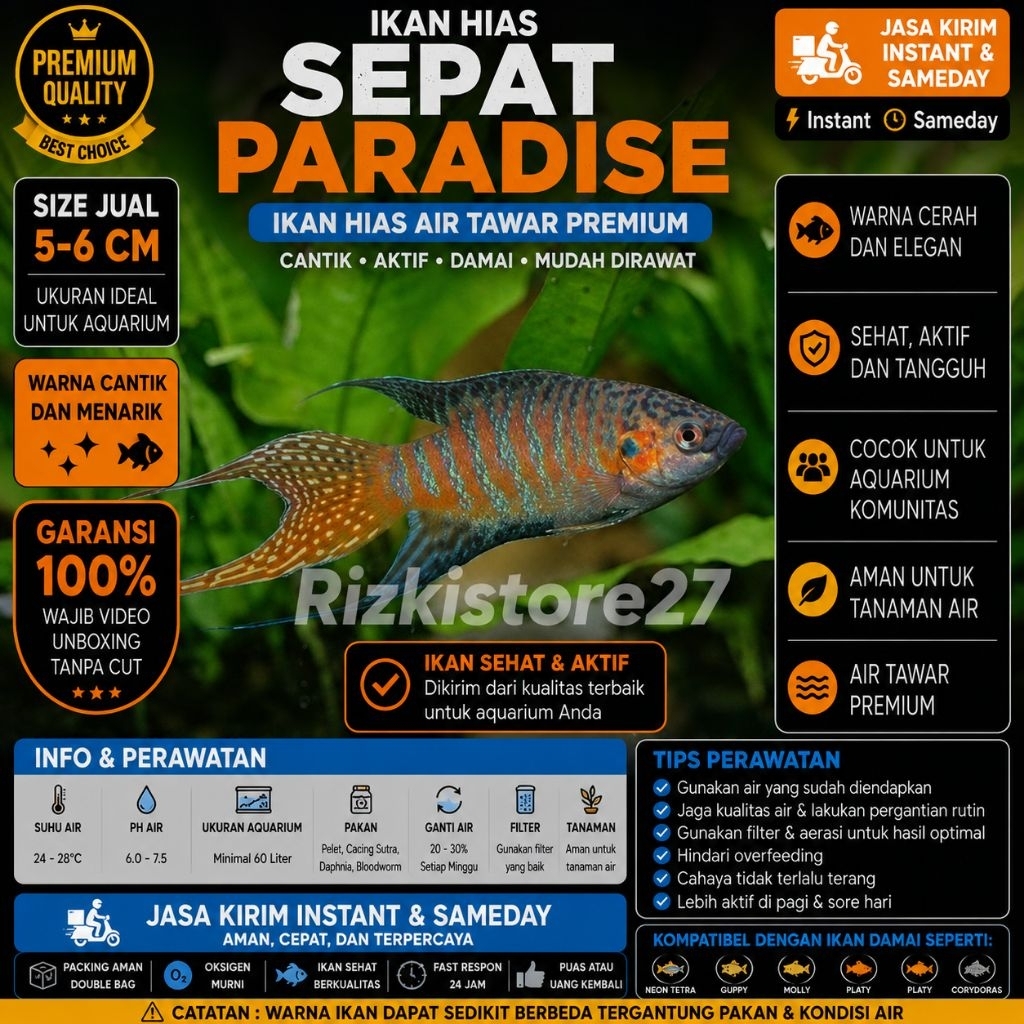 Ikan Hias Sepat Paradise Size 5-6 Cm Paradise Gourami Aquarium Aquascape