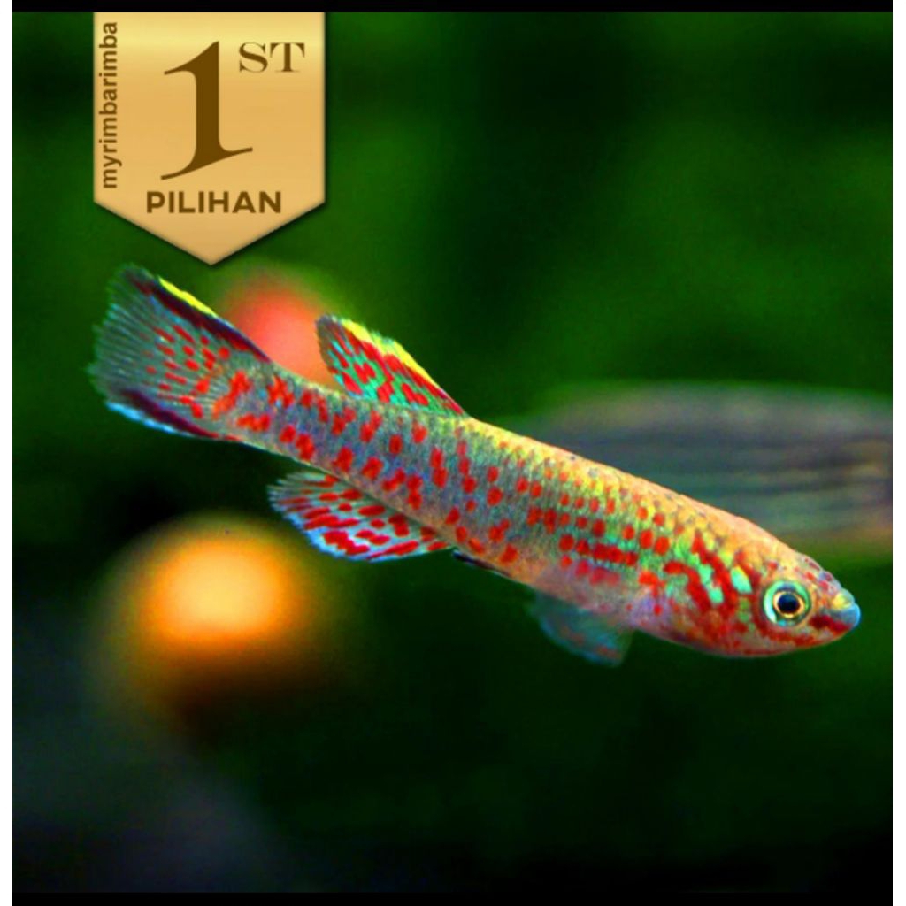 Killifish Gardneri Ikan Hias Aquascape Hiasan Aquarium Tanaman Air Tawar