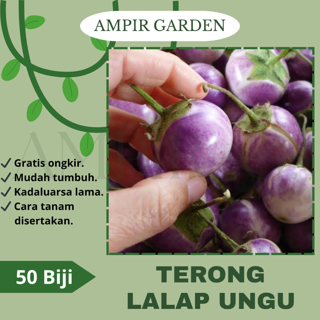 50 Biji Benih TERONG LALAP UNGU / Bibit Tanaman Terong Ungu Bulat / Sayuran Terong Lalap