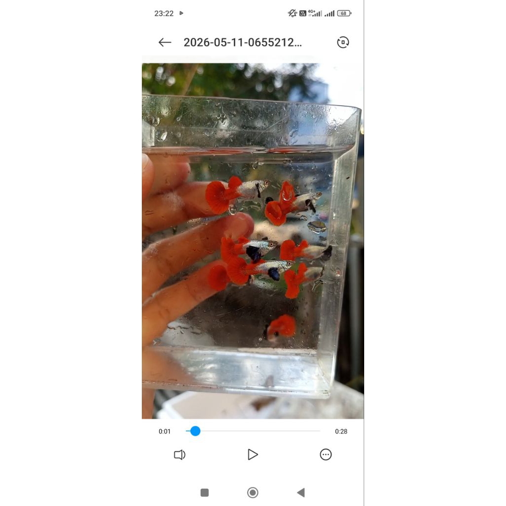 Guppy PRTDE