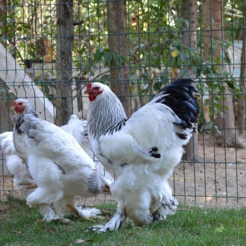 Telur ayam hias jenis brahma asli bisa untuk ditetaskan fertill berkualitas