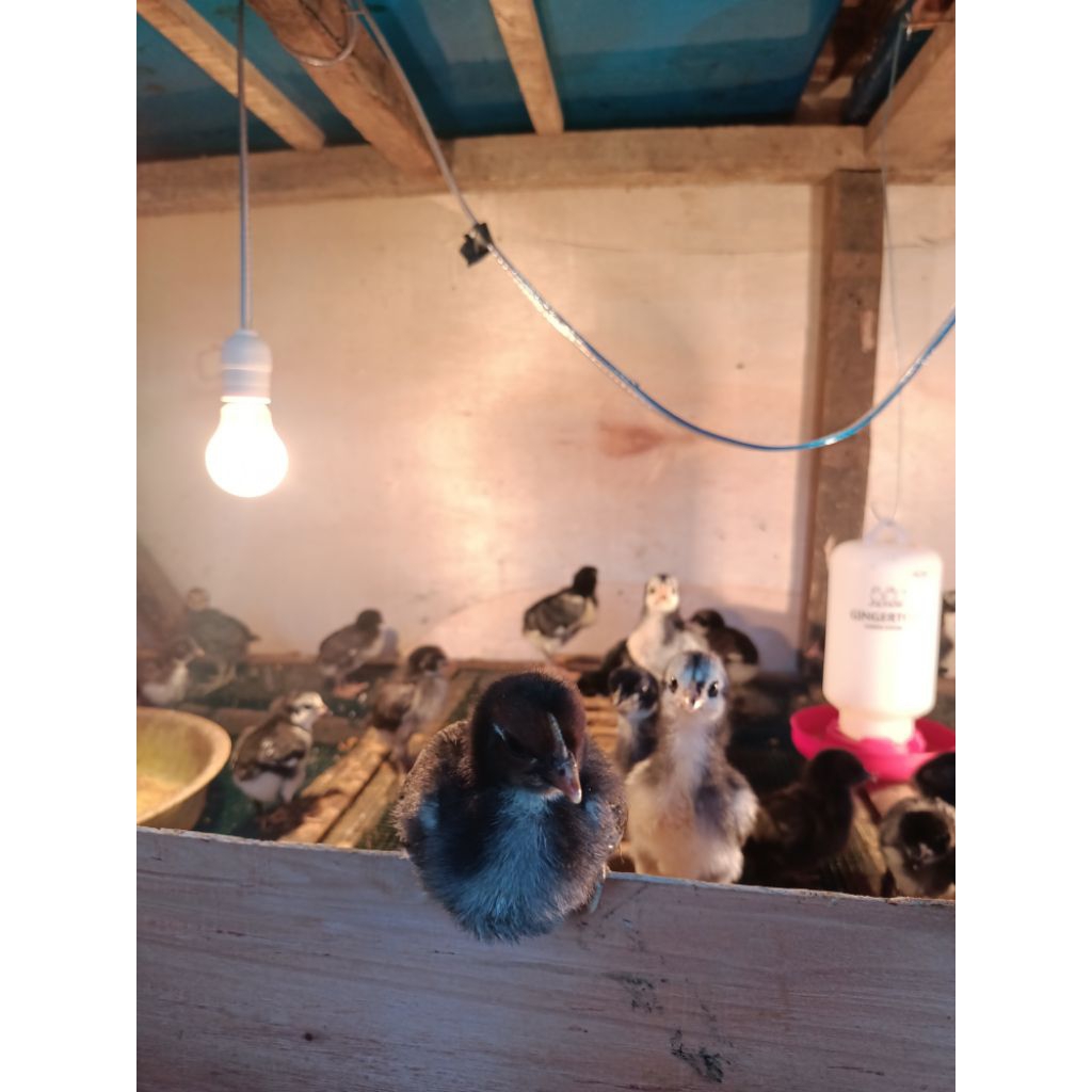 DOC/Bibit Ayam Kampung Super KUB 1 sudah Vaksin Siap Ternak