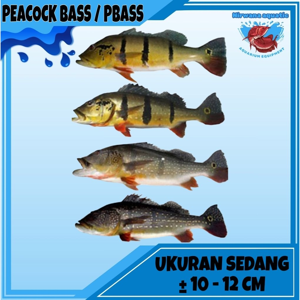 (INSTAN) IKAN PBASS / PEACOCK BASS - UKURAN SEDANG ±10 - 12 CM