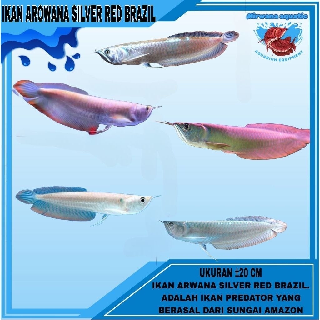 (INSTAN) IKAN AROWANA SILVER RED. UKURAN ±8 -15 - 25 CM
