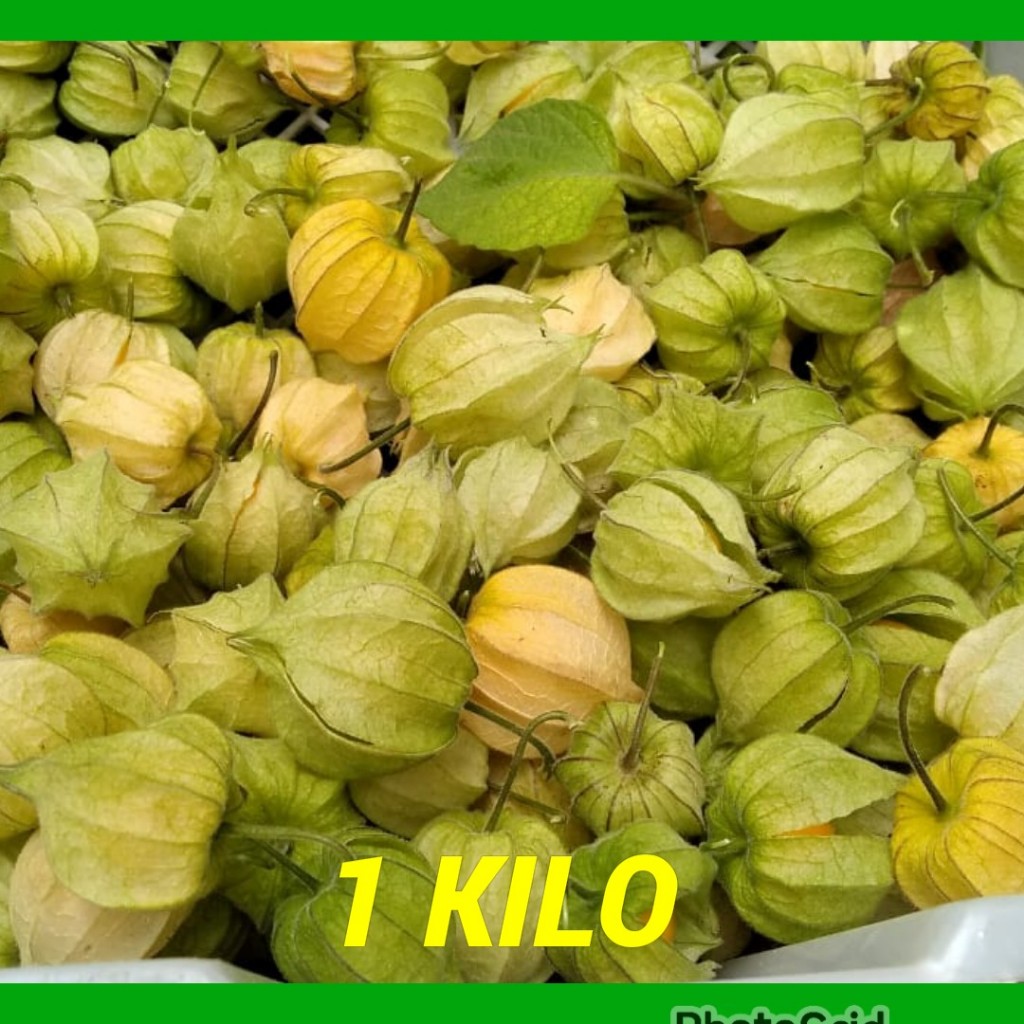 buah ciplukan 1 kg - antioksidan tinggi, vitamin c dan kaya serat