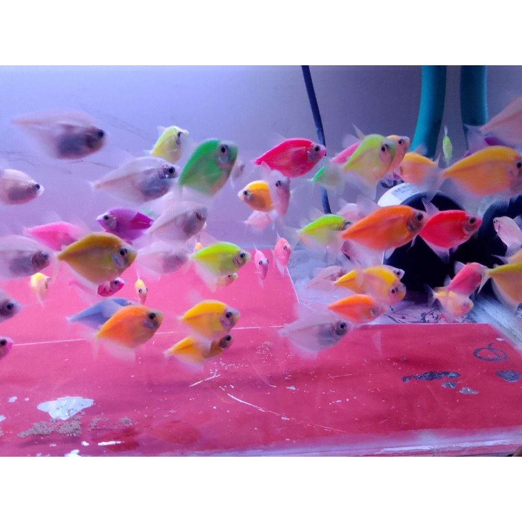 Glowfish