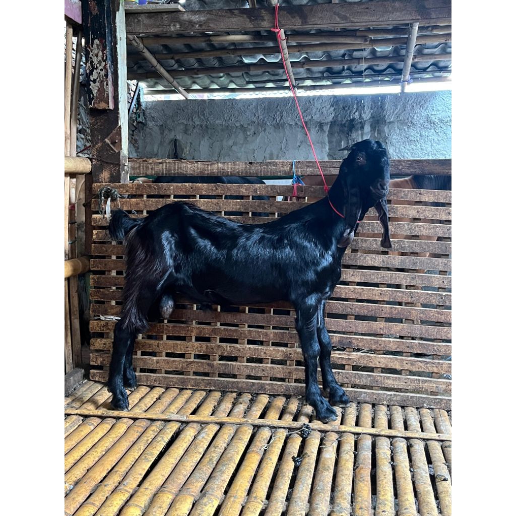 domba kambing kurban jantan betina qurban KIRIM HIDUP aqiqah di kirim hidup free ongkir