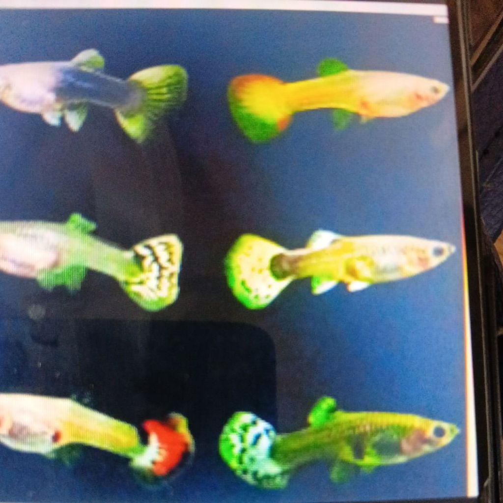 ikan guppy betina