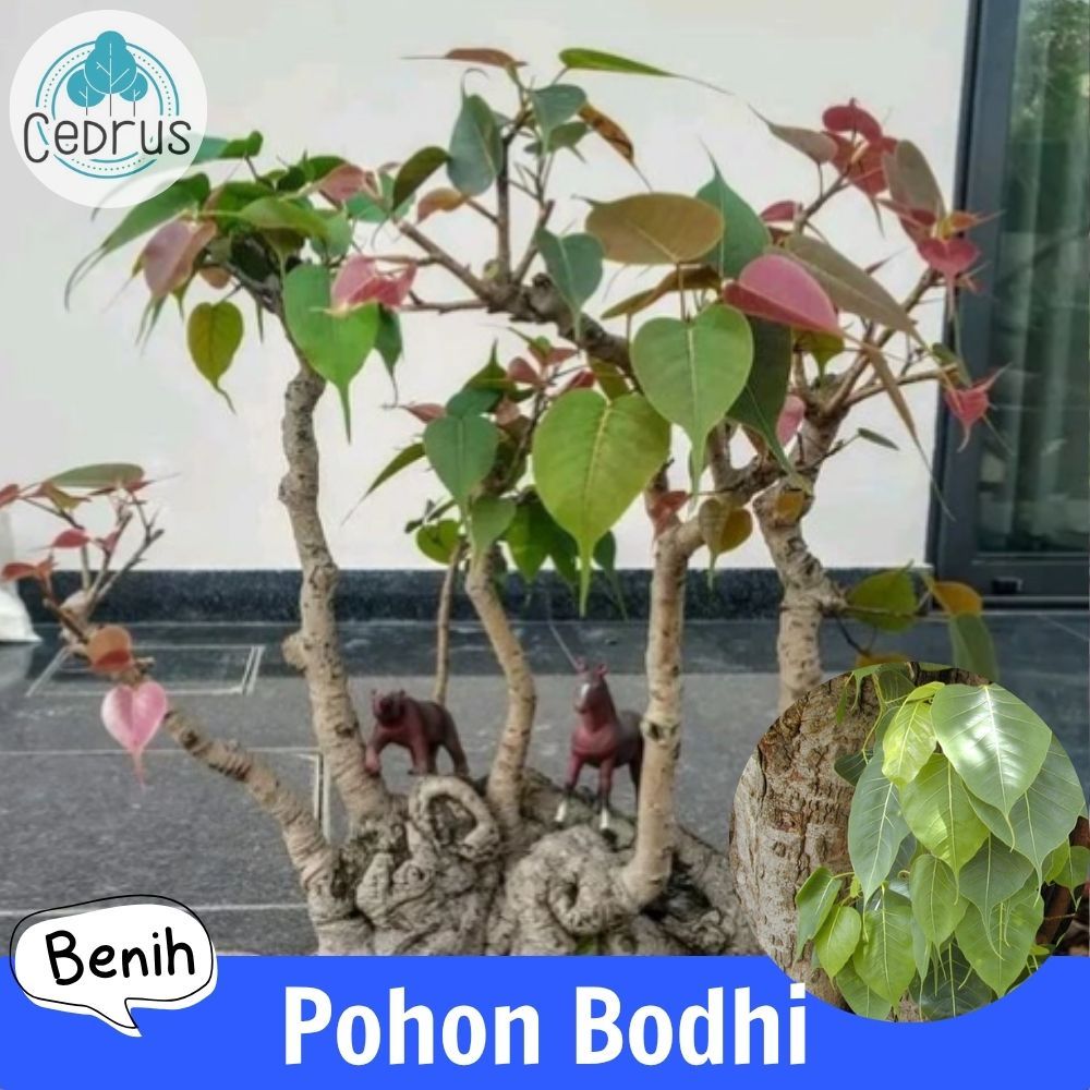 Benih POHON BODHI (isi-4) Biji Ficus Religiosa