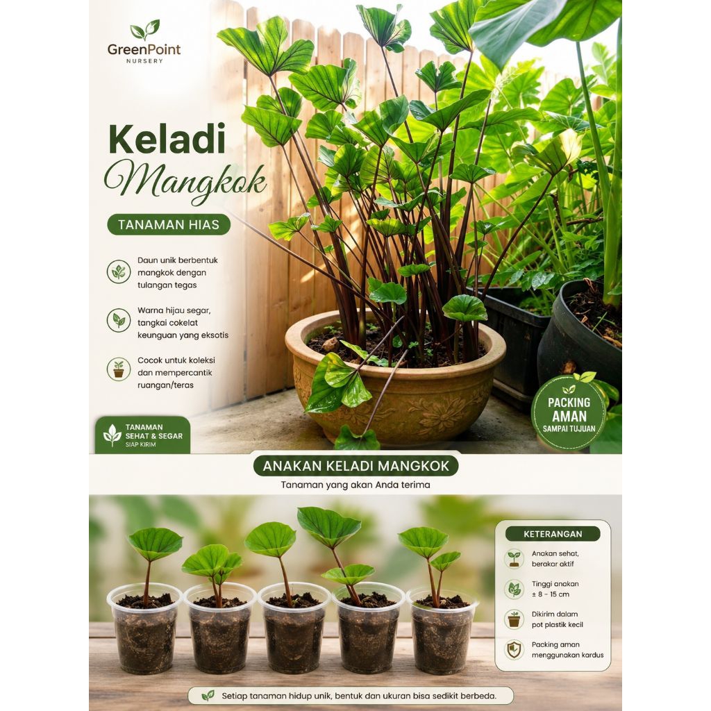 Tanaman Hias Bibit Keladi Mangkok Coffee Cup / Anakan Colocasia Tea Cup