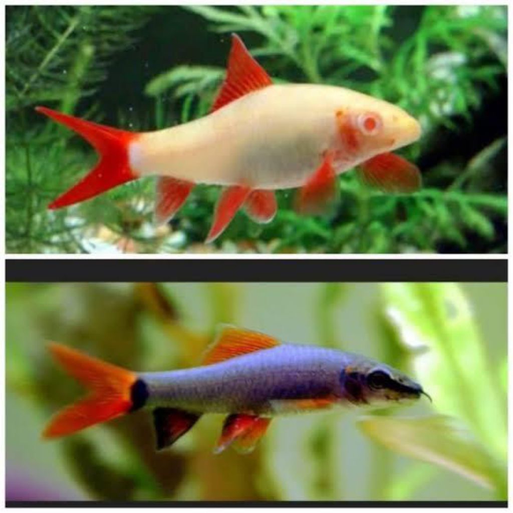 ikan hias redfin black dan albino ( khusus gojek )