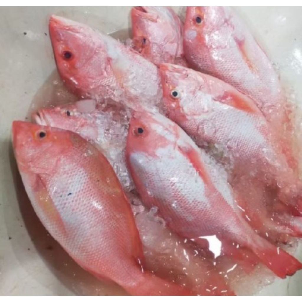 Ikan Kakap Merah Segar 1-3 Ekor, Segar Setiap Hari