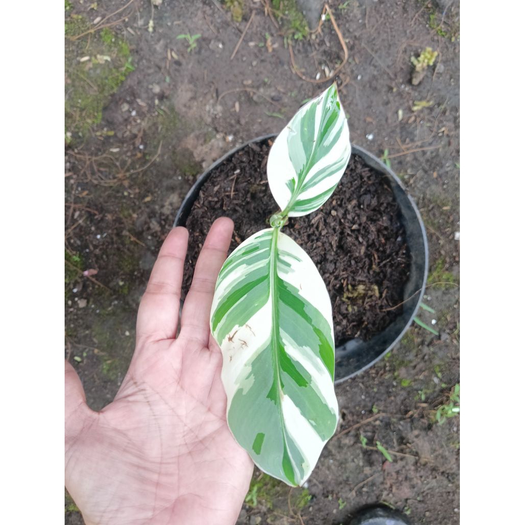 Pohon Pisang Florida Varigata