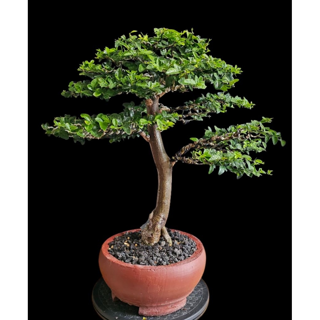 Bonsai Jeruk kingkit | Siap Pajang & Kontes | Bonsai Langka
